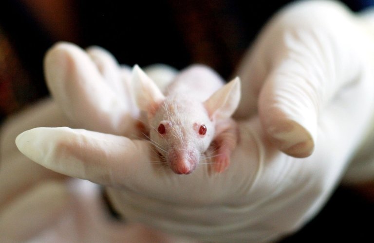 Researchers Used Tiny Autonomous Vehicles to Deliver Medicine to the Stomach of Mice