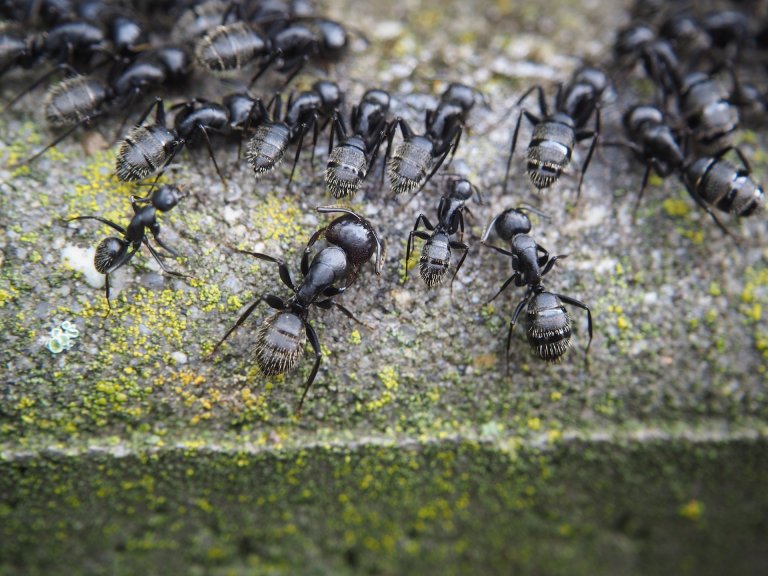 CRISPR  ants  biochemistry  social behavior