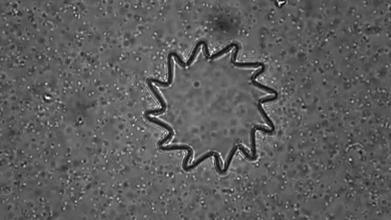 artificial photosynthesis cyborg bacteria semiconductor nanocrystals
