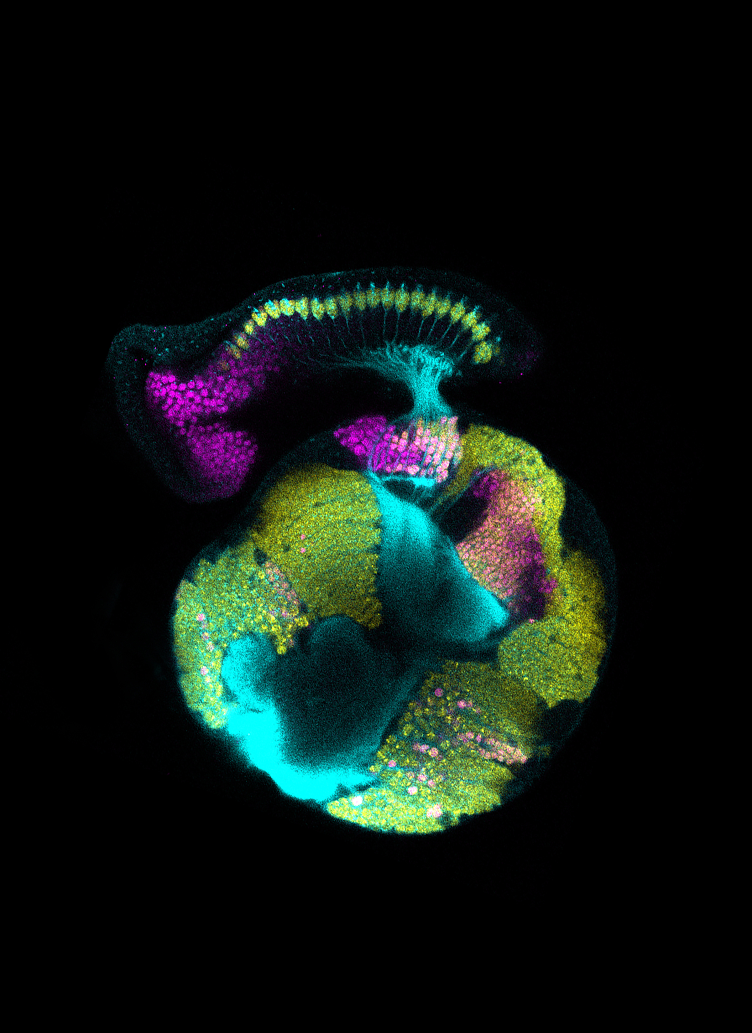 Image Credit: Vilaiwan M Fernandes, Desplan Lab/NYU Department of Biology