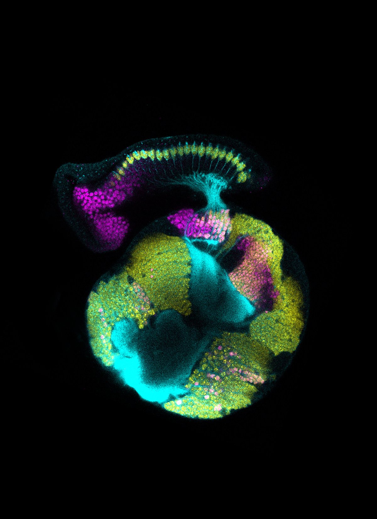 Image Credit: Vilaiwan M Fernandes, Desplan Lab/NYU Department of Biology