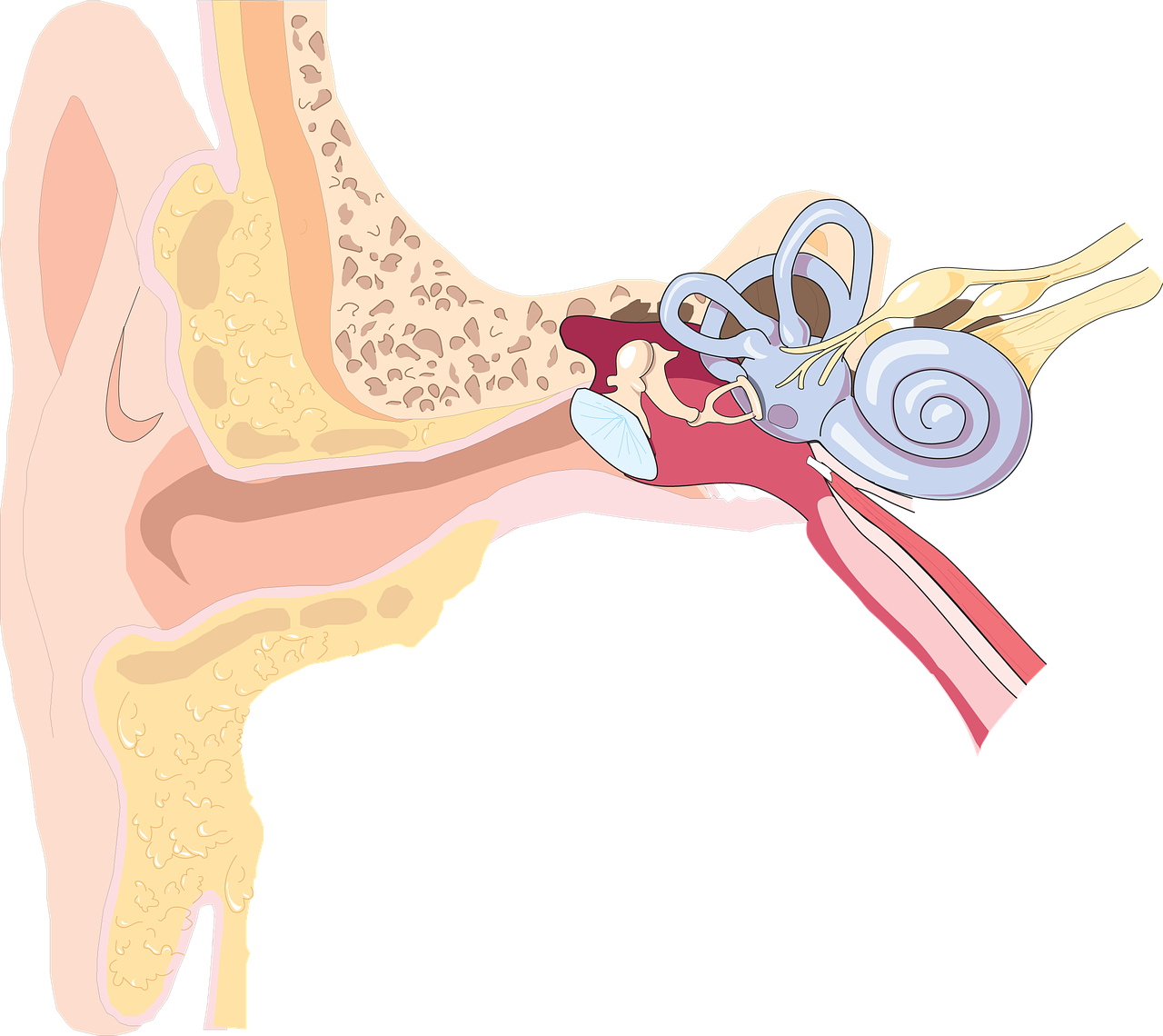 *3* Apple Has Teamed Up With Hearing Implant Company Cochlear to Create Compatible Implants