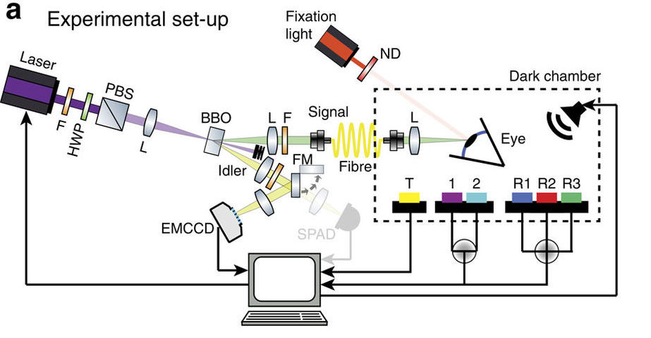 Image Credit: Tinsley, et al./Nature Communications