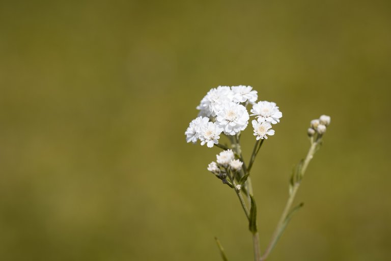 Scientists Sequence a Whole Genome to Identify a Plant Species Within Hours