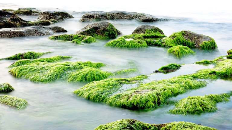 The Fight Against Climate Change Could Get Unexpected Help from Seaweed