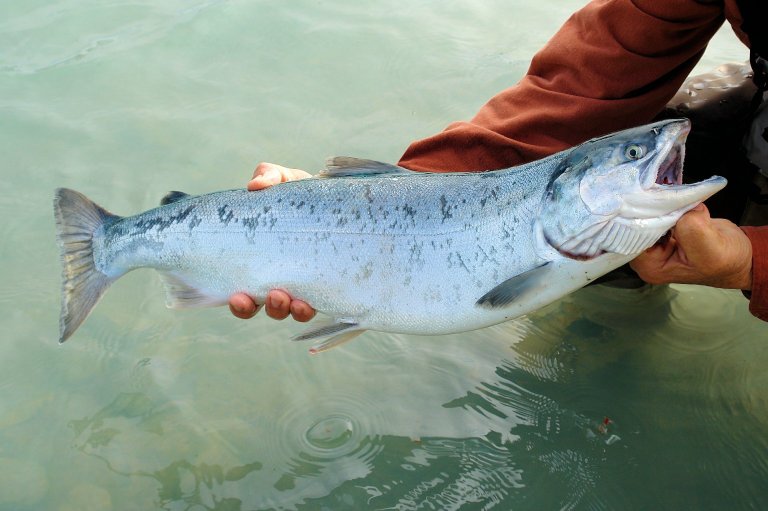 You Can Now Buy Genetically Engineered Salmon in Canada