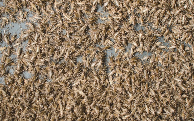 crickets aspire food