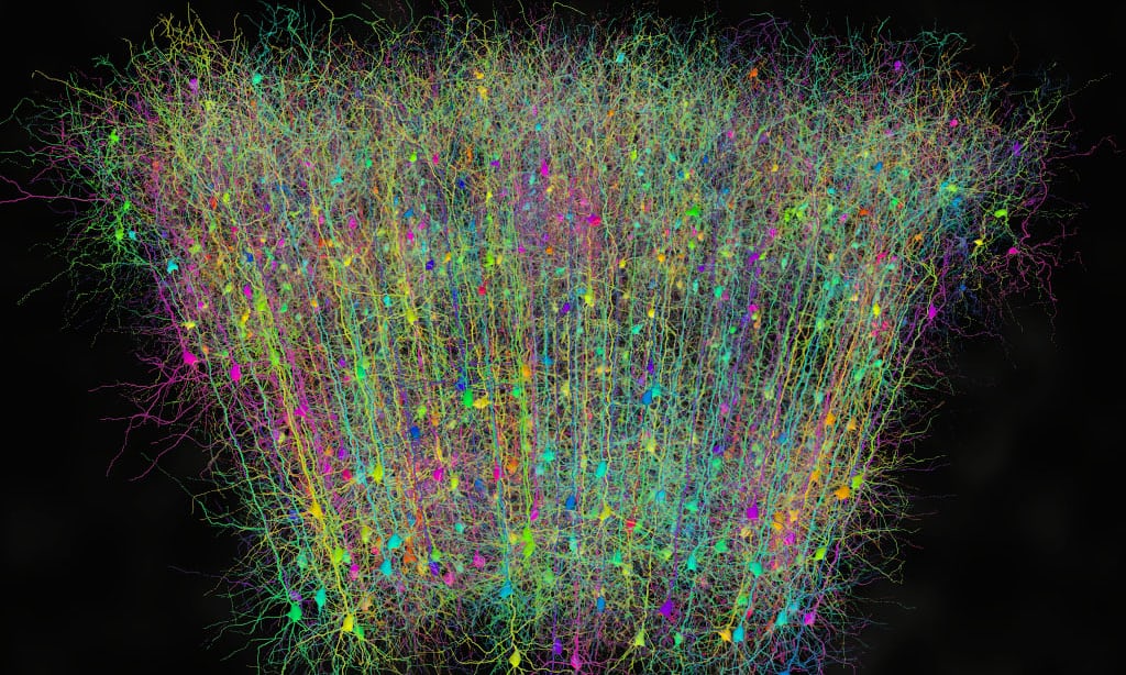 Image credit: Hermann Cuntz and Michael Hausser, University College London