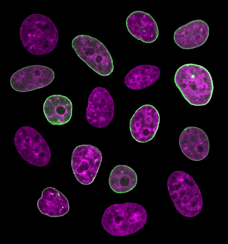 Researchers Find ‘Internal Clock’ Within Live Human Cells