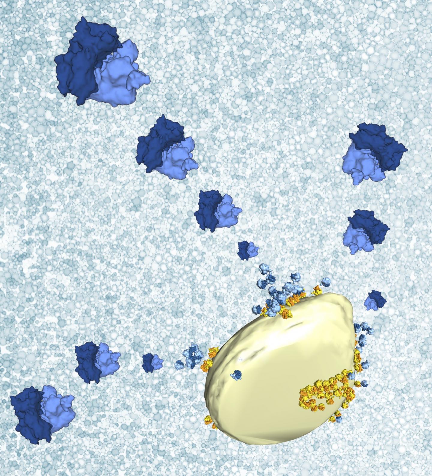 mitochondria neurodegenerative diseases powerhouse of the cell bioimaging