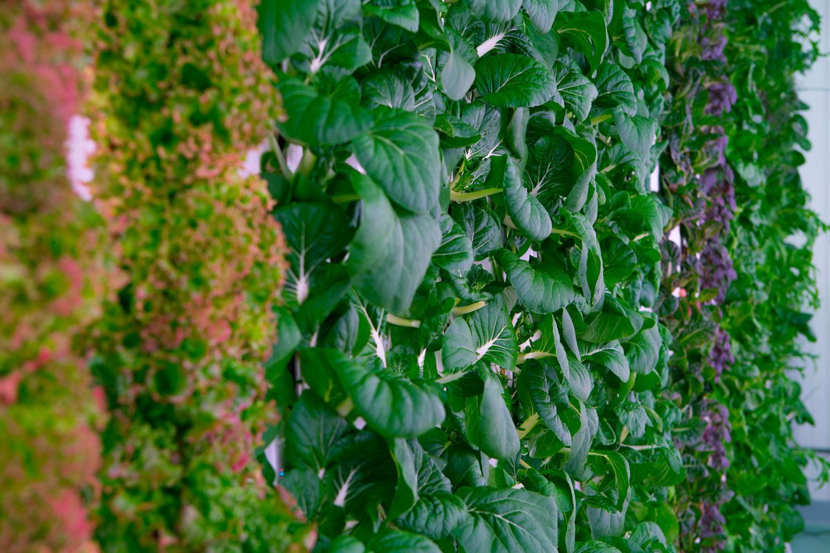 Your Produce Might Soon Grow in a Warehouse Down the Block