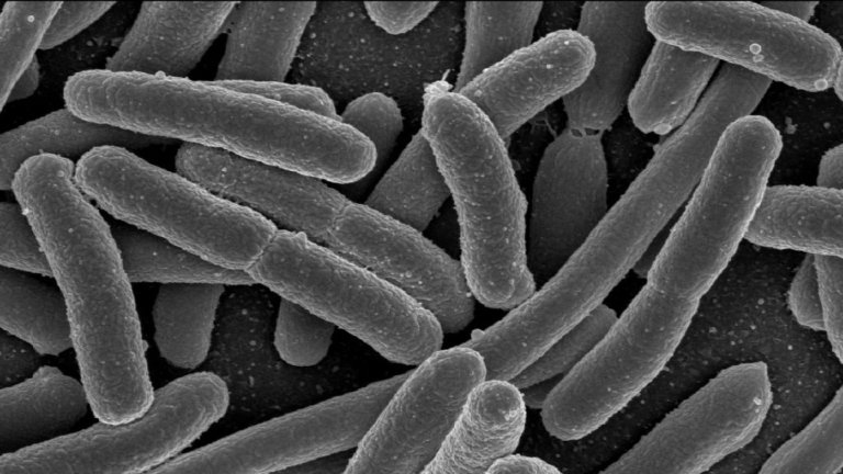 Shape Shifting Space Bacteria Could Help Us Treat Earthly Antibiotic Resistance