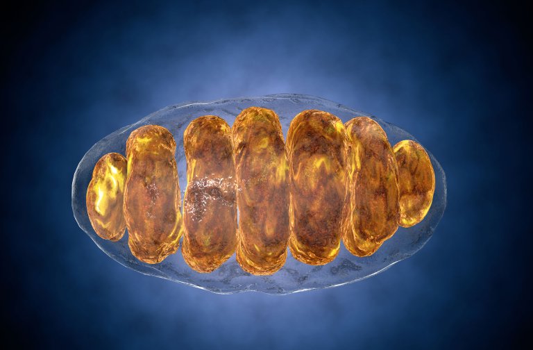 Common Antiseptic Ingredients De-Energize Cells and Impair Hormone Response