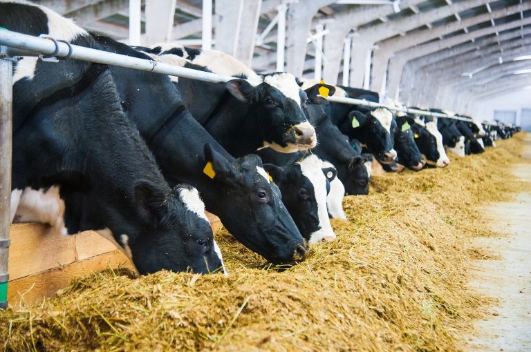 Toxic Byproducts From Farms Are Destroying Our Environment