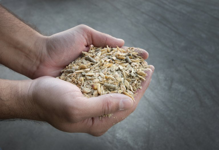 Researchers Find a Type of Animal Feed May Contribute to Development of Antibiotic-Resistant Bacteria