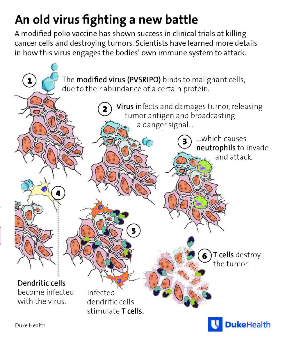 cancer poliovirus brain tumor immunotherapy
