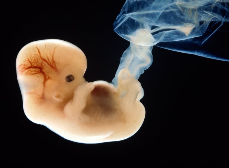 crispr peer review gene editing embryo