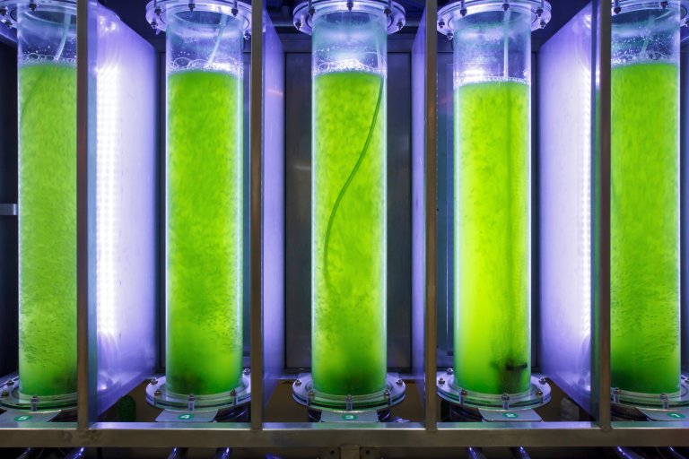 Plant-Based Biofuels Are Completely Transforming Energy