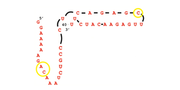 origin of life rna ligation complex life evolution