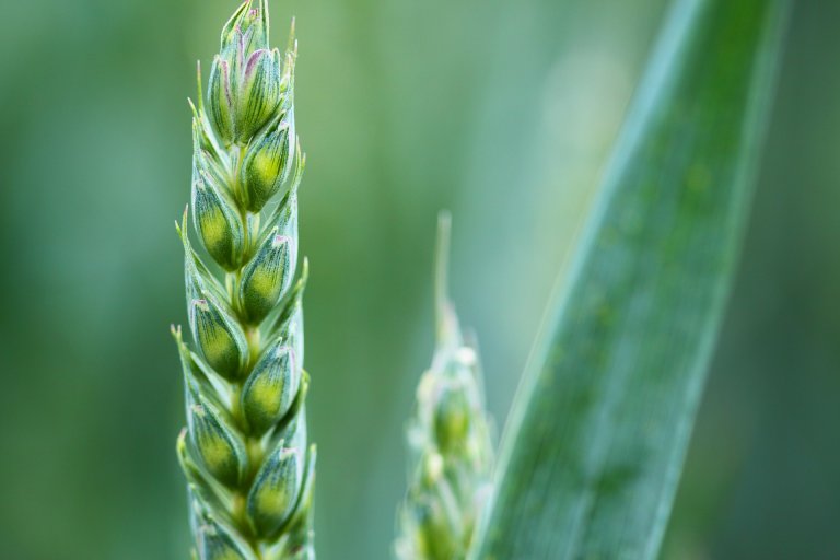 gene editing agriculture crop yields crispr-cas9