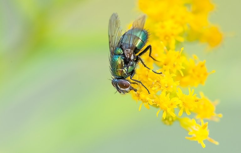 How Transgenic Species Could Help Fight the Effects of Climate Change