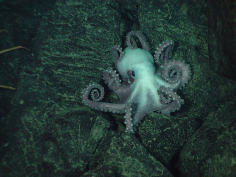 “Octlantis” Discovery Proves Octopuses Are More Social Than We Thought