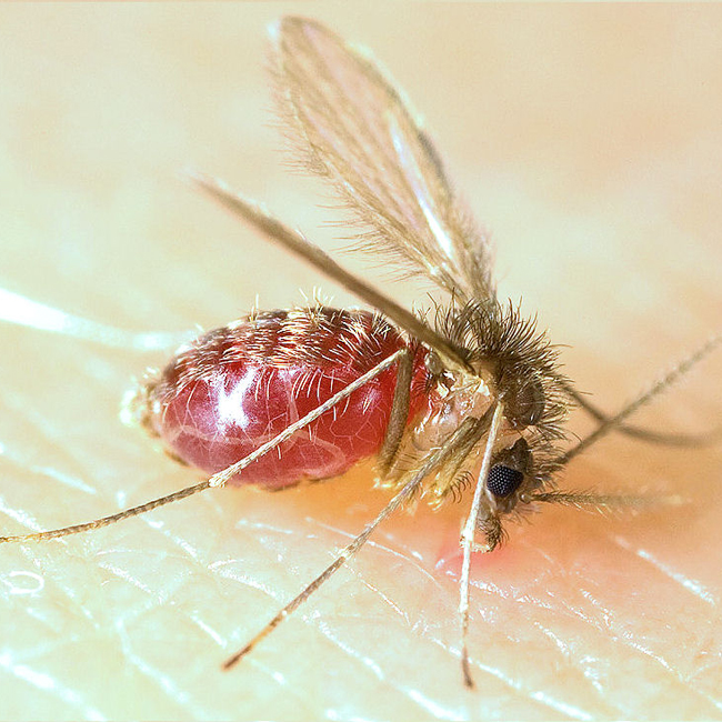 A sand fly. Image Credit: Wikimedia Commons
