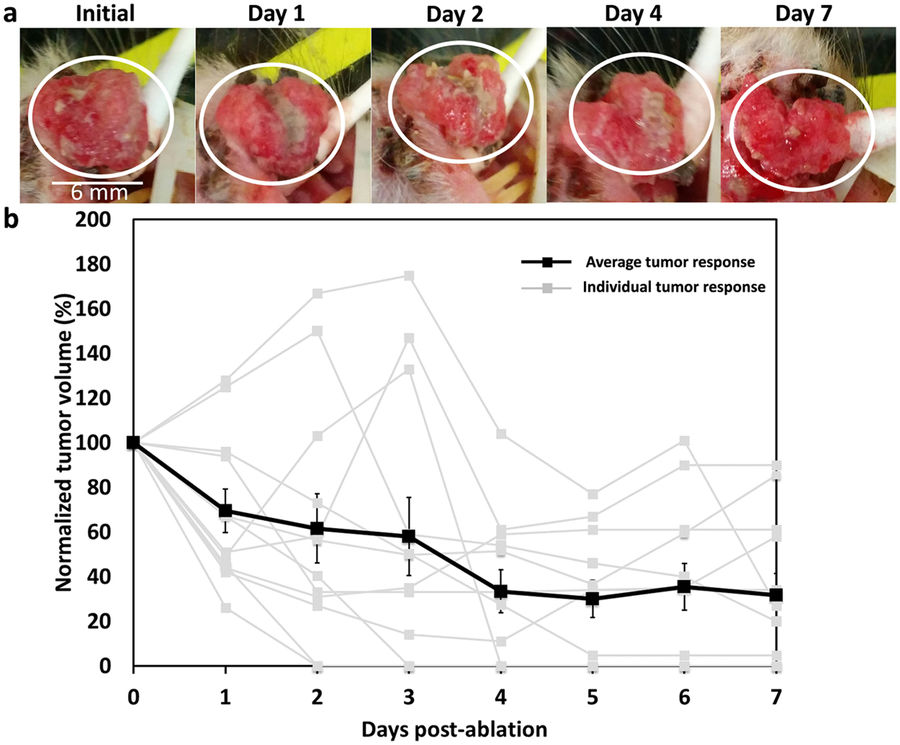 Image Credit: Morhard et al