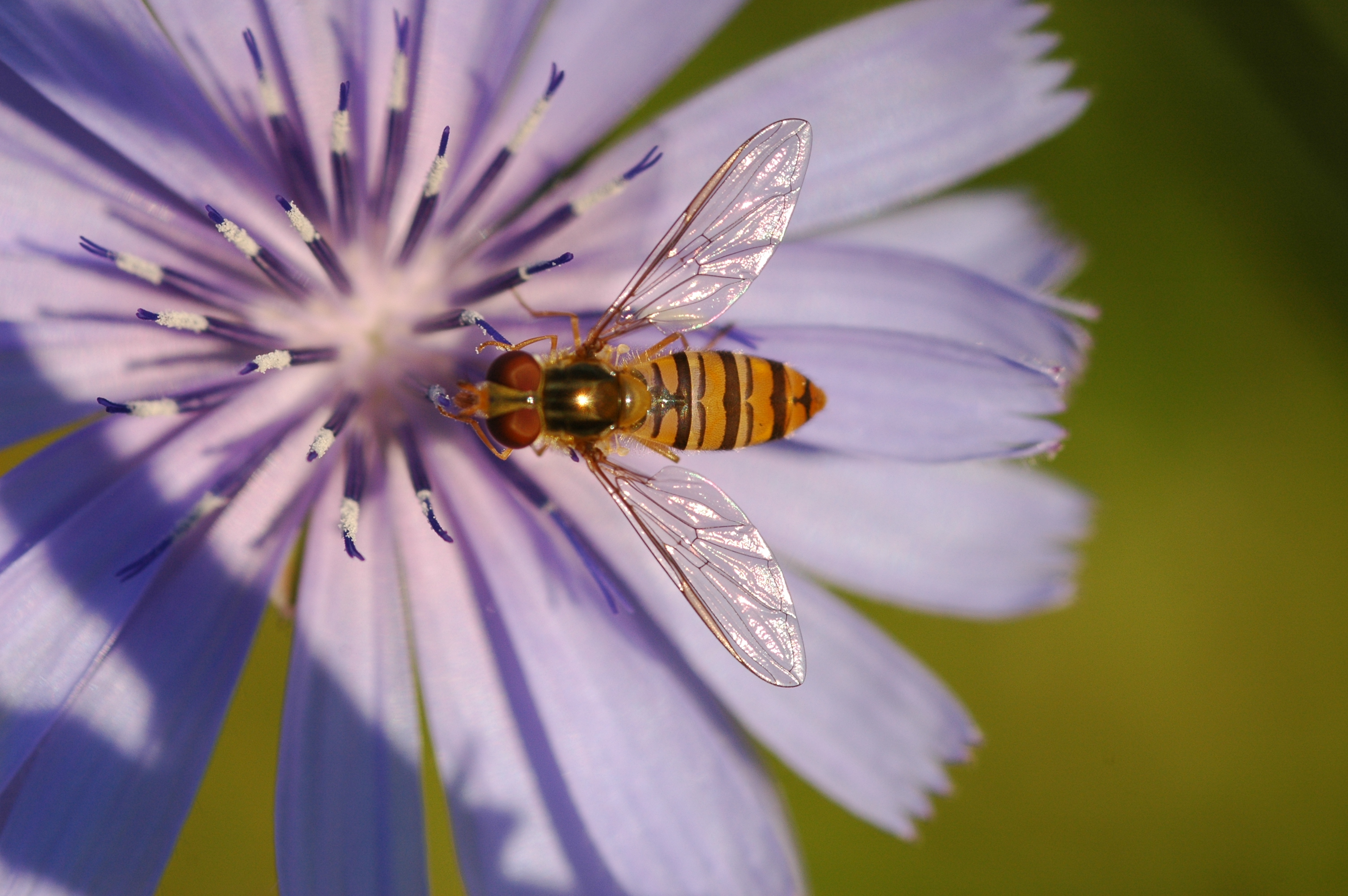 A striped insect pollinates a purple flower. Massive insect deaths in Germany suggest this vital ecosystem service could soon be lost.