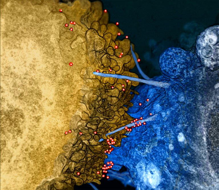Re-engineered Immune System Cells Show Early Promise Against HIV