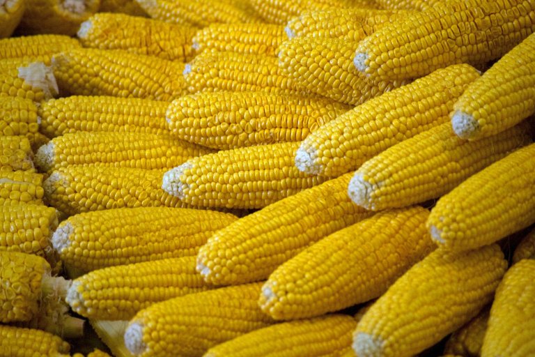 New Genetically Engineered Corn Could Revolutionize Our Agriculture