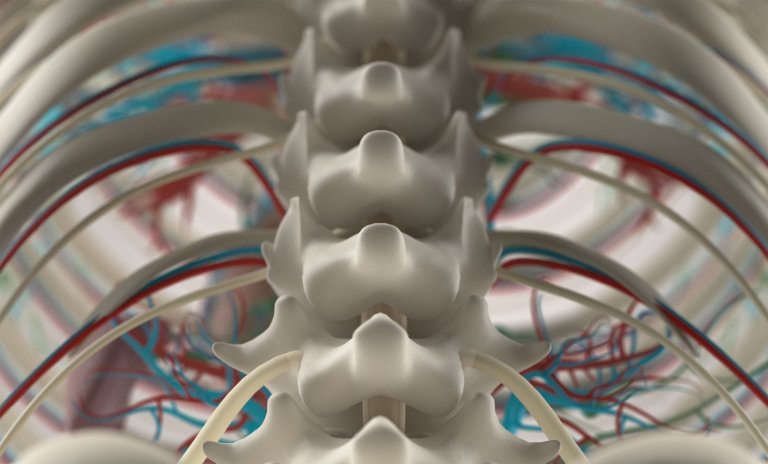 spinal chord injury paralysis cell therapy motor function treatment