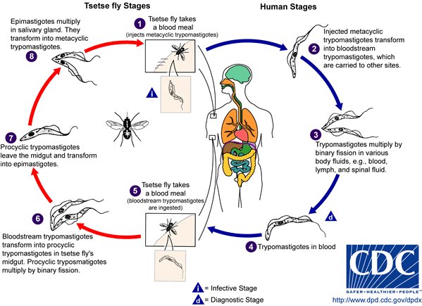 sleeping sickness fexinidazole neurological diseases pills