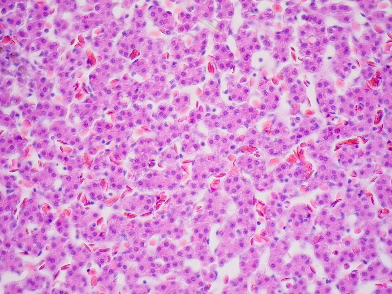 longevity anti-aging stem cell mesenchymal stem cells