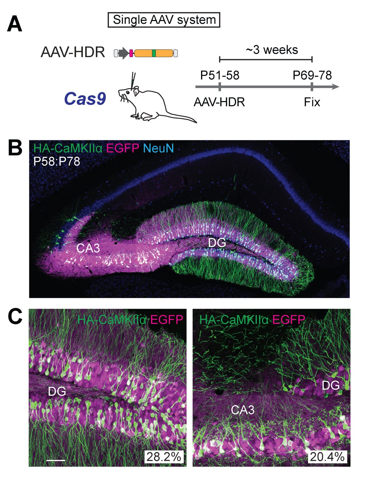 Image Credit: Max Planck Florida Institute for Neuroscience
