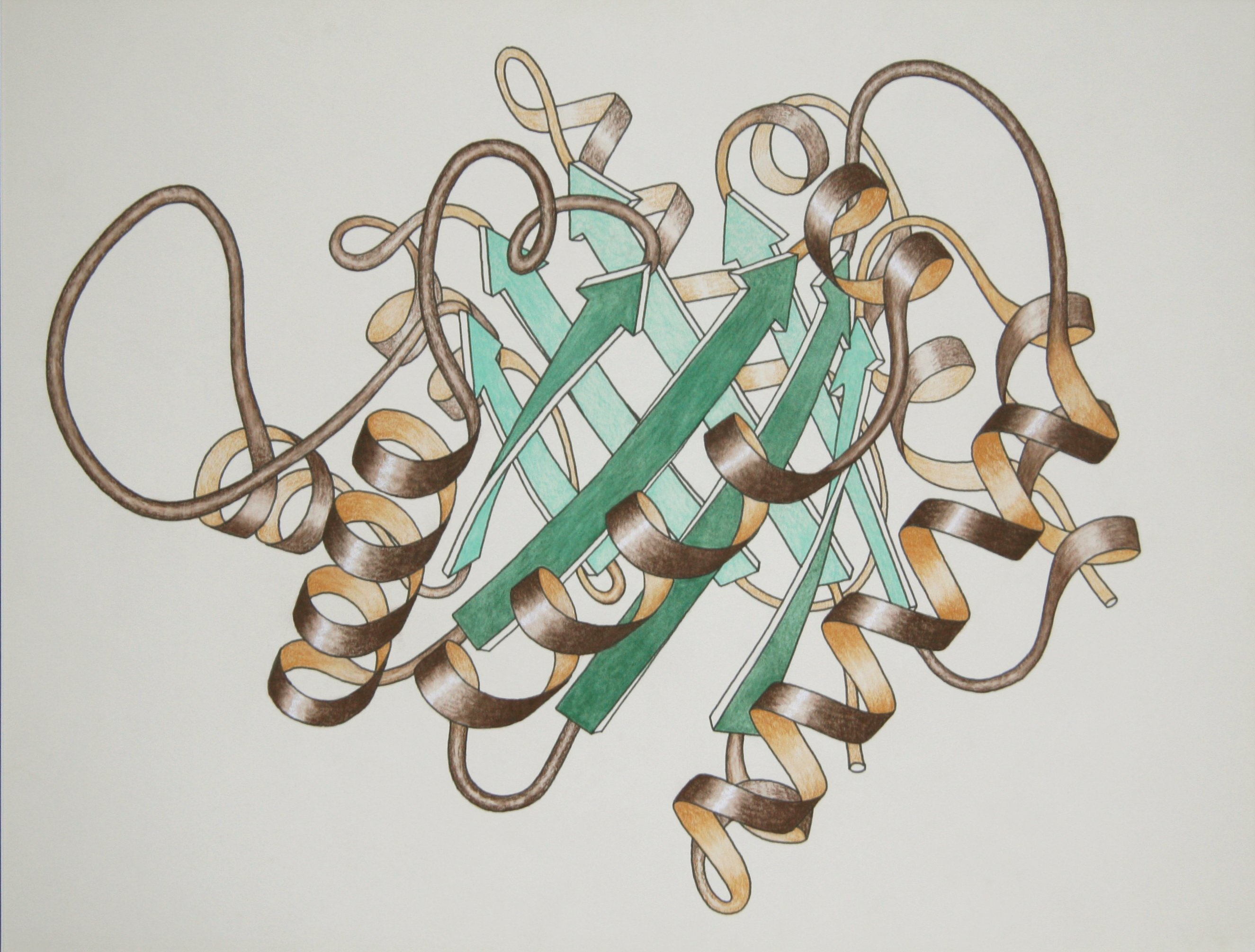 A new theory of molecular evolution can use proteins, like the triose phosphate isomerase shown here, to predict the rate of evolution.