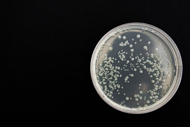 Scientists Just Successfully Programmed Bacteria Using Synthetic Genes