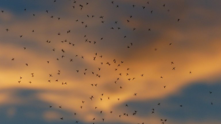 insects climate change germany entomology