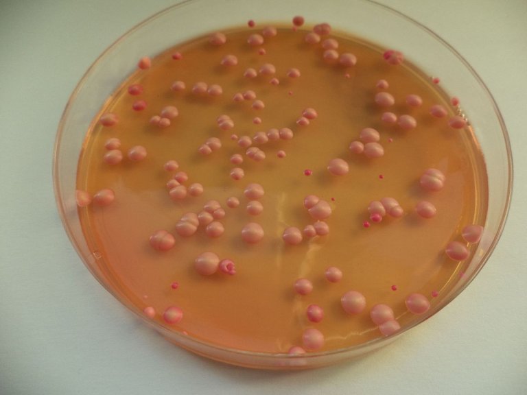 Reprogramming an Organism’s Mating Habits Could Create a Safer Future