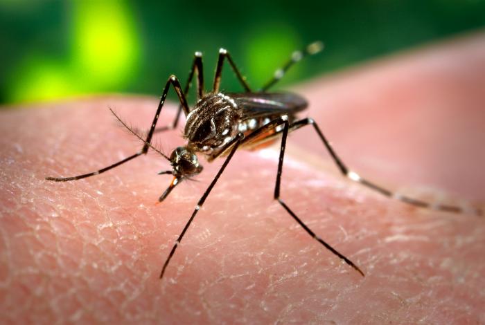 An Aedes aegypti mosquito. (Image credit: US Center for Disease Control)