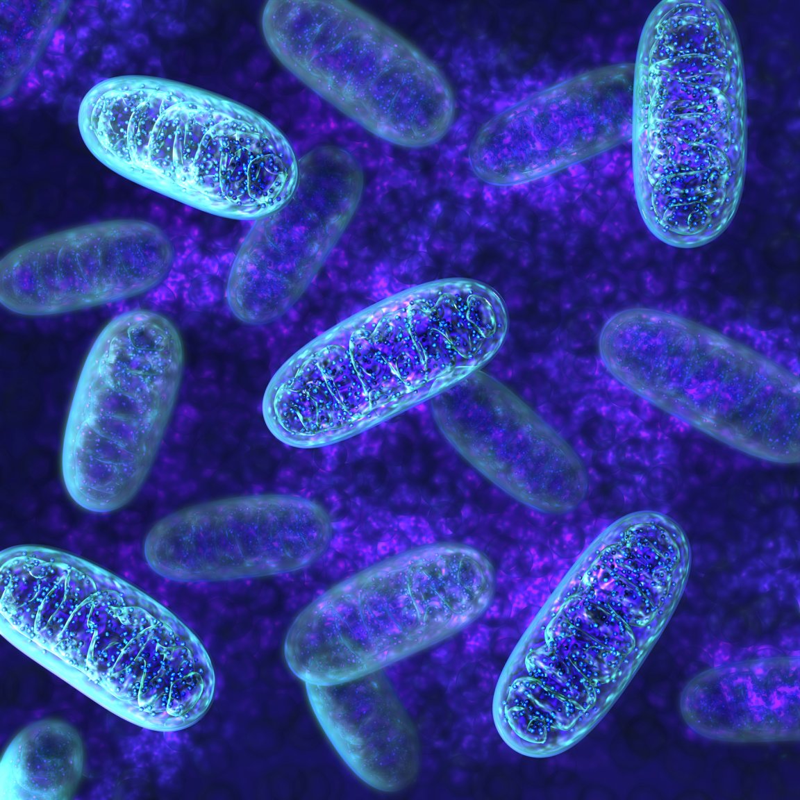 aging mitochondria c. elegans