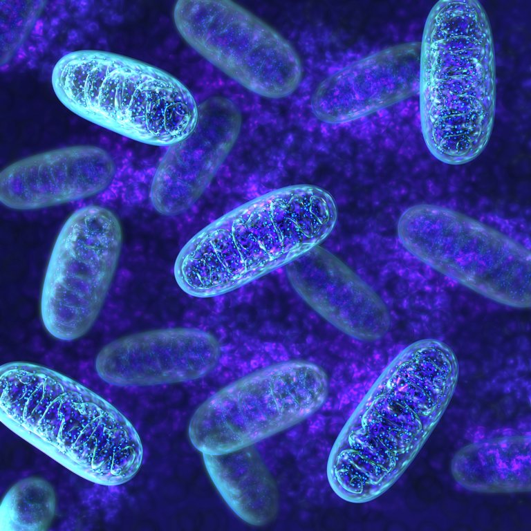 aging mitochondria c. elegans
