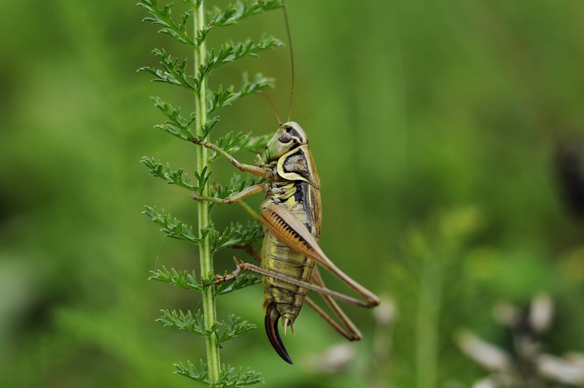 crickets food farming agriculture aspire food group