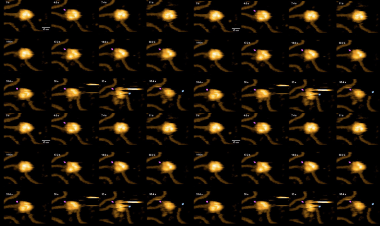 Watch CRISPR Edit DNA in Real Time