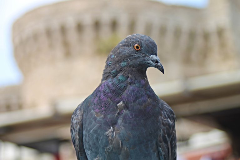 Scientific Evidence Suggests That Human Cities Are Spawning New Species