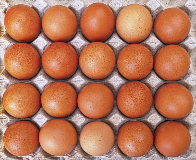 A New Dutch Farm is Producing Carbon-Neutral Eggs. Here’s How.