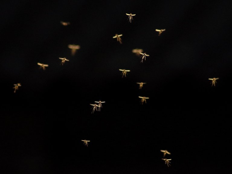 This App Helps You Identify Harmful Mosquitoes Nearby