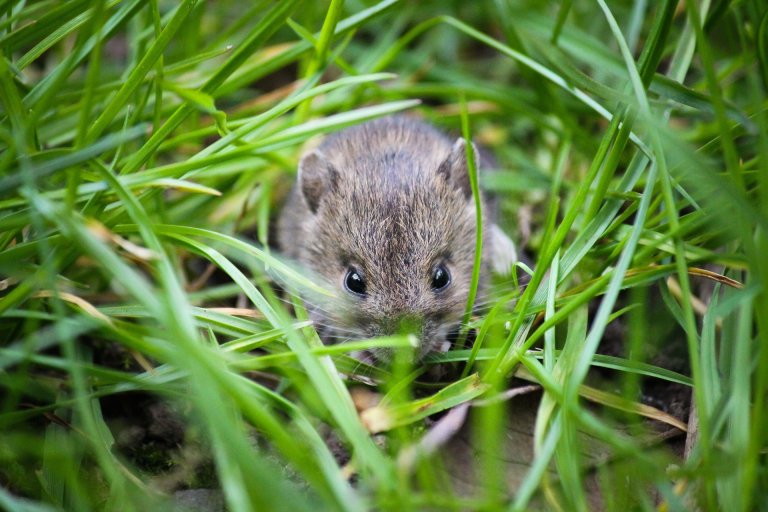 New Zealand May Use Genetic Tech to Wipe Out “Undesirable” Species