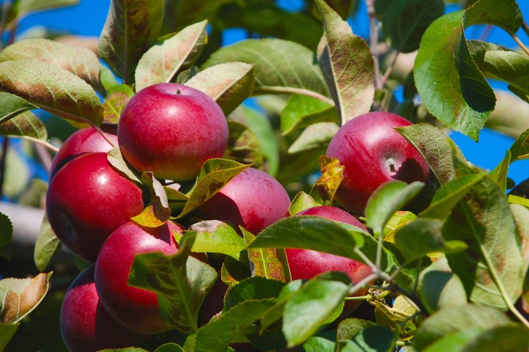 gmo genetically modified food arctic apple okanagan specialty foods