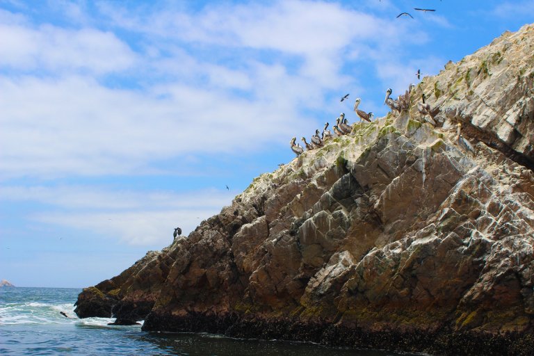 Researchers Say New Species Are Evolving at an Unbelievable Rate